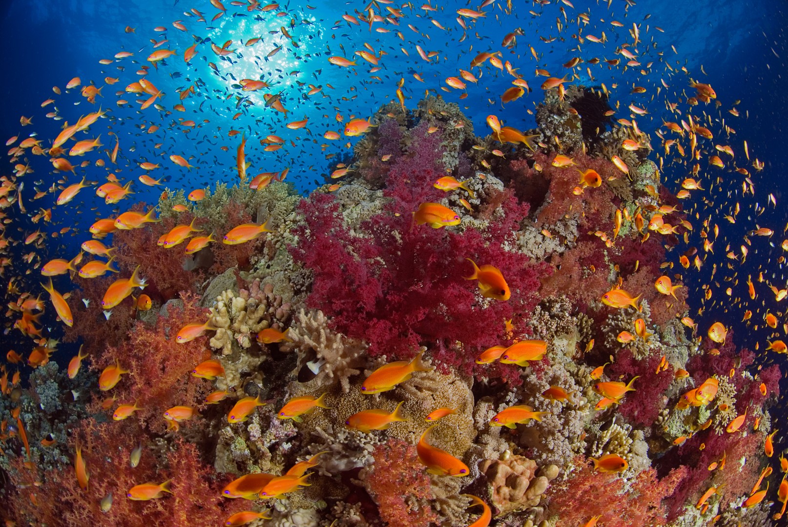 Коралловые рифы в хургаде. Красное море Египет рифы. Коралловые рифы красного моря в Египте. Коралловый риф в Шарм Эль Шейхе. Подводный мир Египта Шарм-Эль-Шейх.