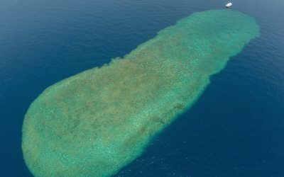 Vörös Tenger korallzátony