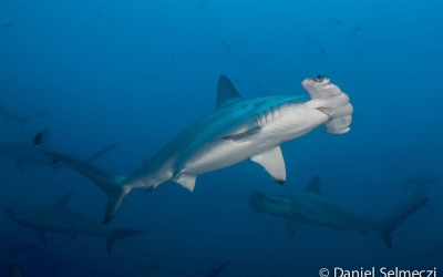Szudán kalapácsfejű cápák