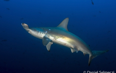 Vörös Tenger kalapácsfejű cápa