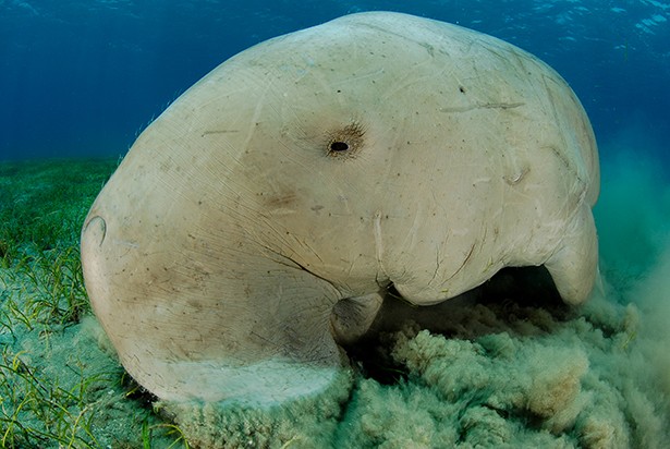 Dugong Red Sea Marsa Alam