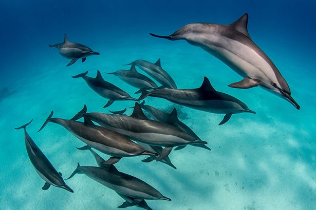 Delfin Vörös Tenger Egyiptom