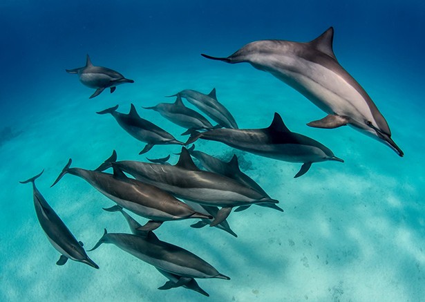 Delfin Vörös Tenger Egyiptom