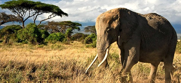 elefant dél afrika