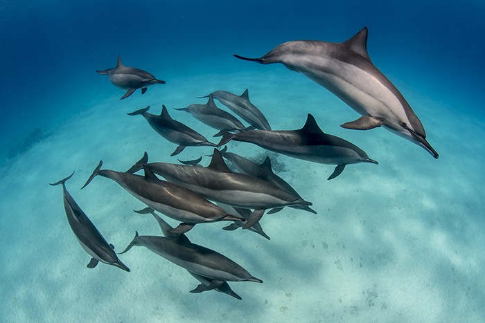 Vörös Tenger Egyiptom delfinek