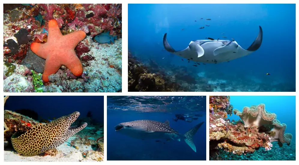 Maldív-szigeteki víz alatti világ látható a búvár fotókon